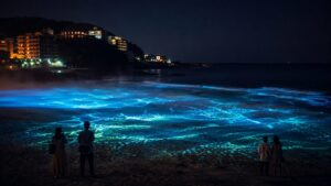 夜の砂浜に青緑の光が広がり、海辺から眺める人々の後ろ姿が見える風景